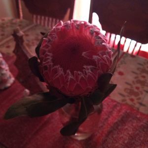 Meet your Posher, Misty